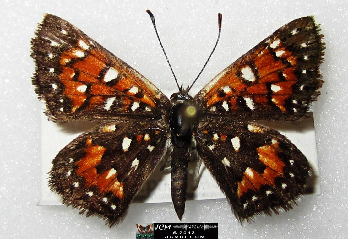 Apodemia mormo virguilti (Behr's Metalmark) images